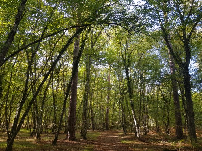 Forêt d'Orléans
