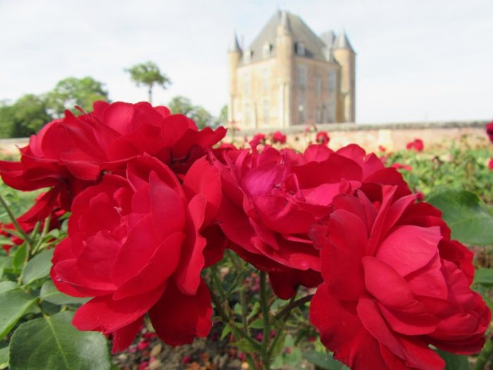 Rose château