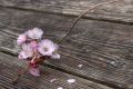 blossoms-