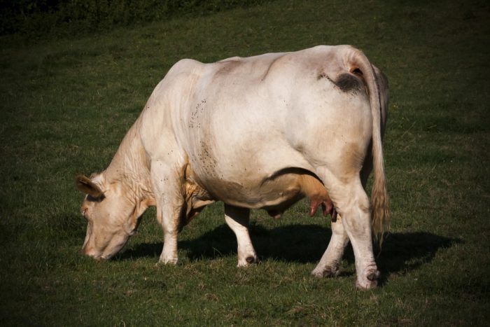 cow-3609294-1920